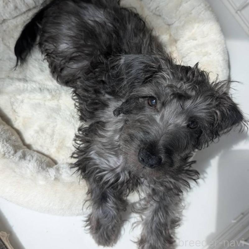 販売中の北海道のミックス犬-400723の2枚目