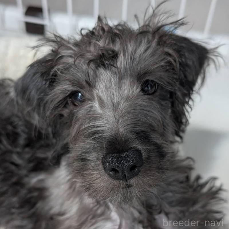 販売中の北海道のミックス犬-400723の1枚目