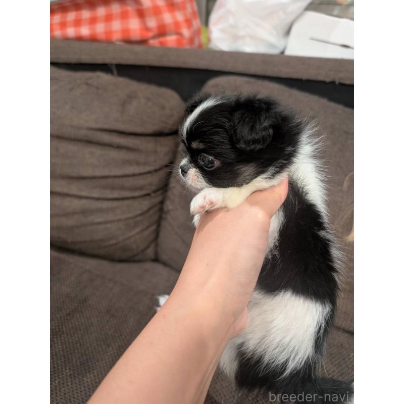 販売中の大阪府のミックス犬-400724の1枚目