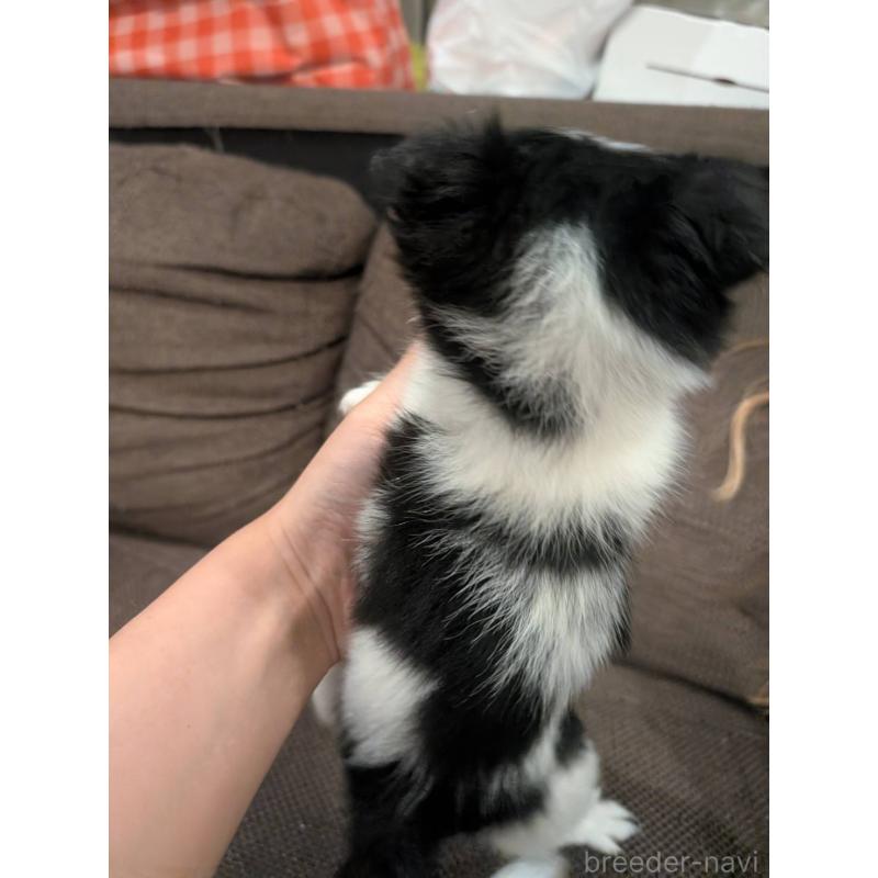 販売中の大阪府のミックス犬-400724の3枚目