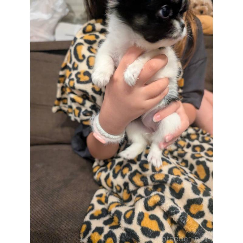 販売中の大阪府のミックス犬-400724の2枚目