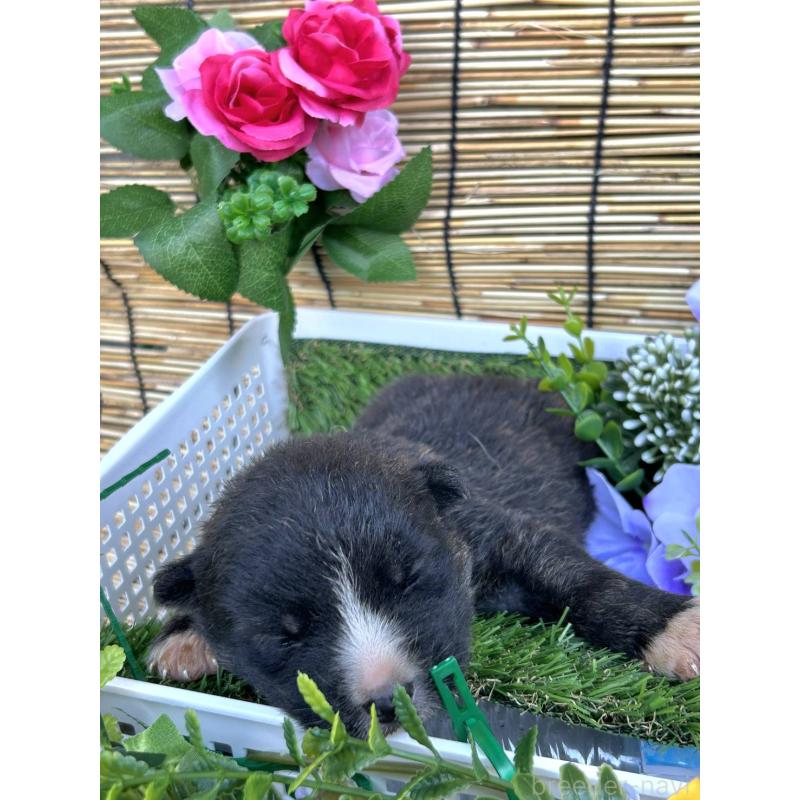 販売中の福岡県のミックス犬-400726の2枚目