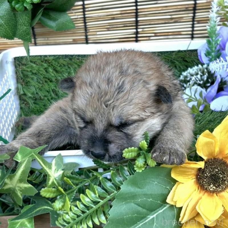 販売中の福岡県のミックス犬-400728の1枚目
