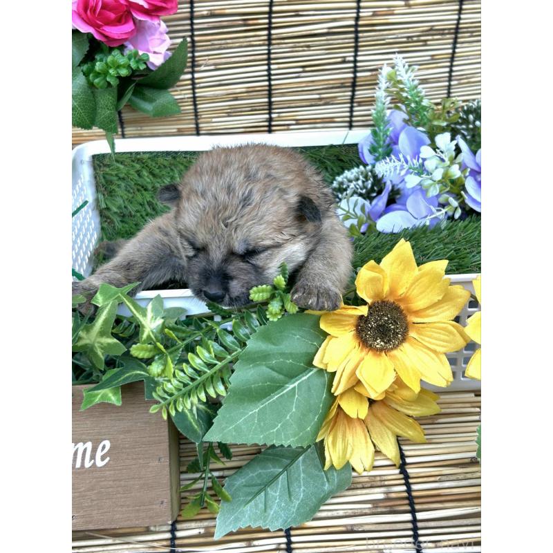 販売中の福岡県のミックス犬-400728の2枚目