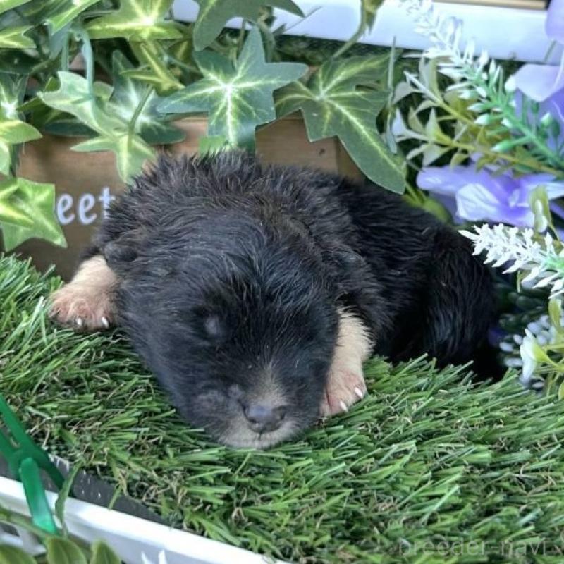 販売中の福岡県のミックス犬-400729の1枚目