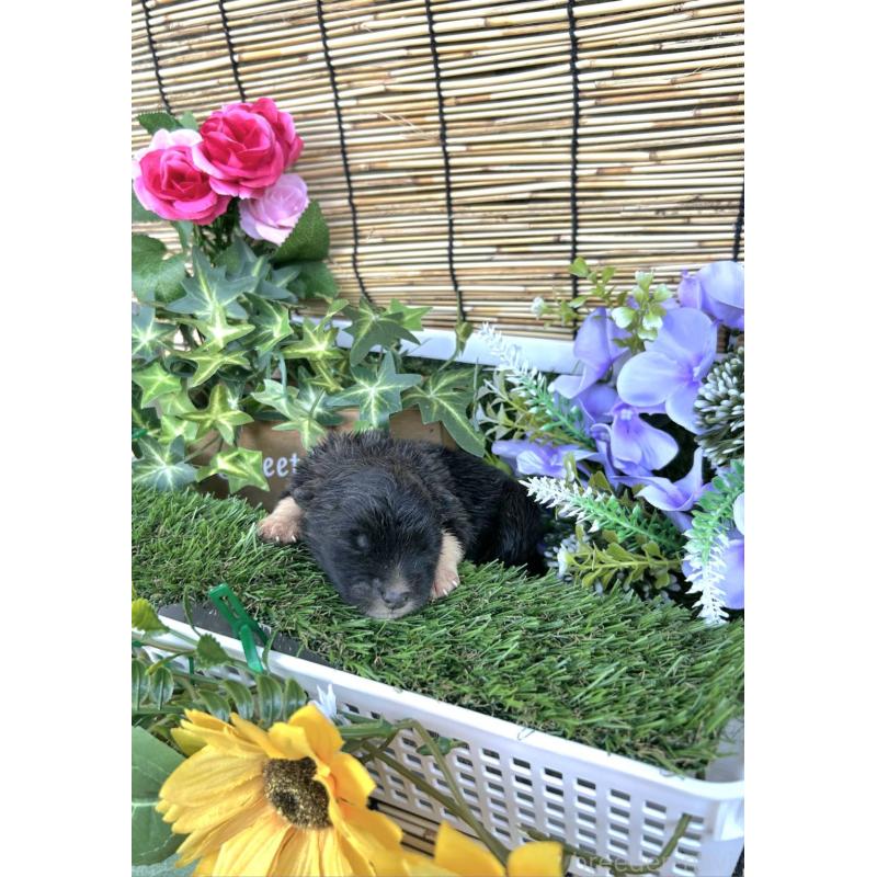 販売中の福岡県のミックス犬-400729の2枚目