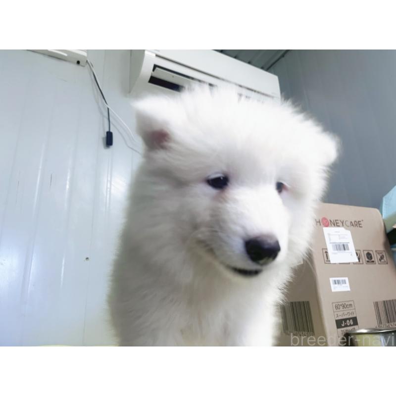 成約済の東京都のサモエド-397177の5枚目