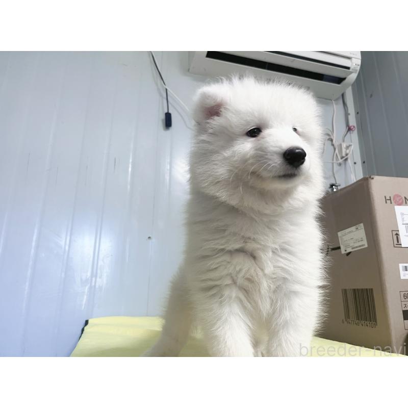 成約済の東京都のサモエド-397177の4枚目