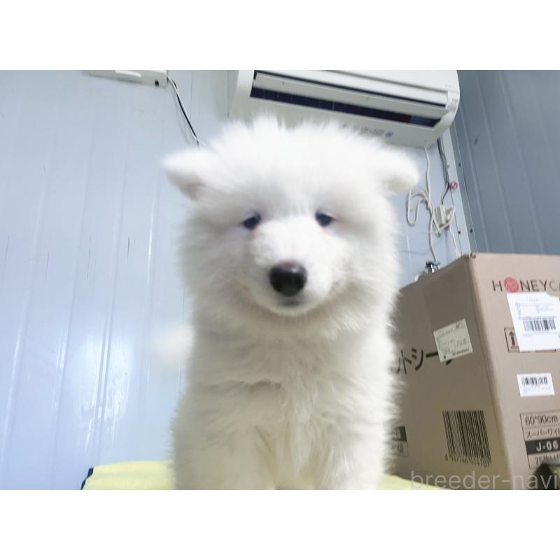 成約済の東京都のサモエド-397177の2枚目