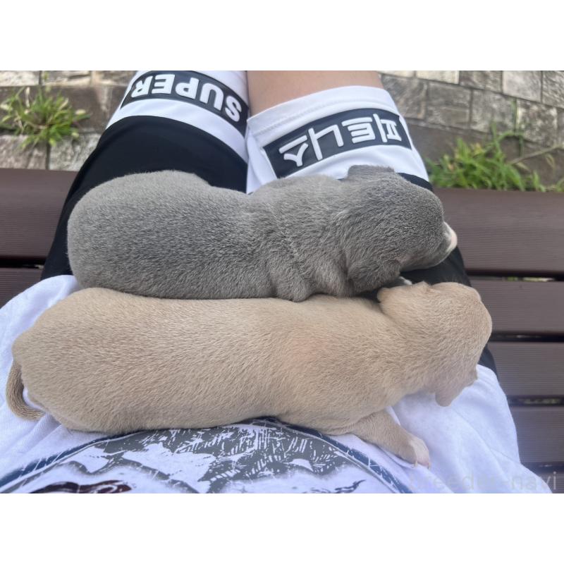 販売中の千葉県のイタリアングレーハウンド(イタグレ)-400741の17枚目