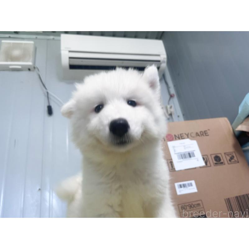 成約済の東京都のサモエド-397181の5枚目