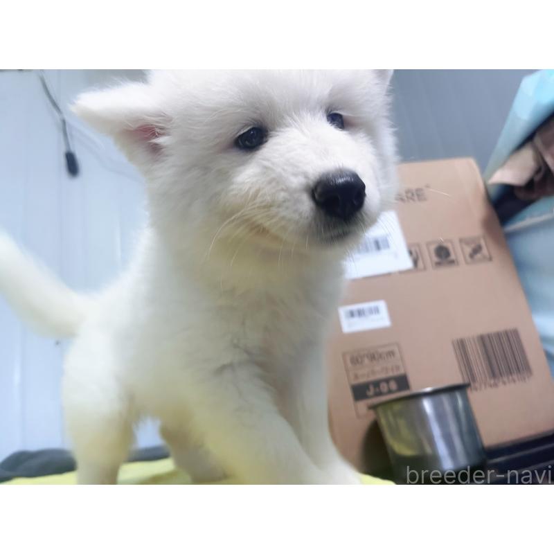 成約済の東京都のサモエド-397181の4枚目