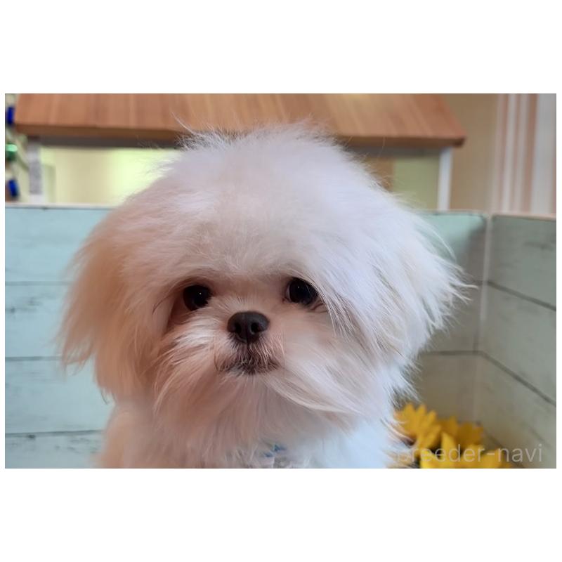 販売中の埼玉県のミックス犬-361568の11枚目