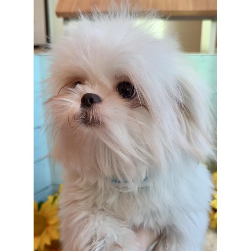 販売中の埼玉県のミックス犬-361568の10枚目