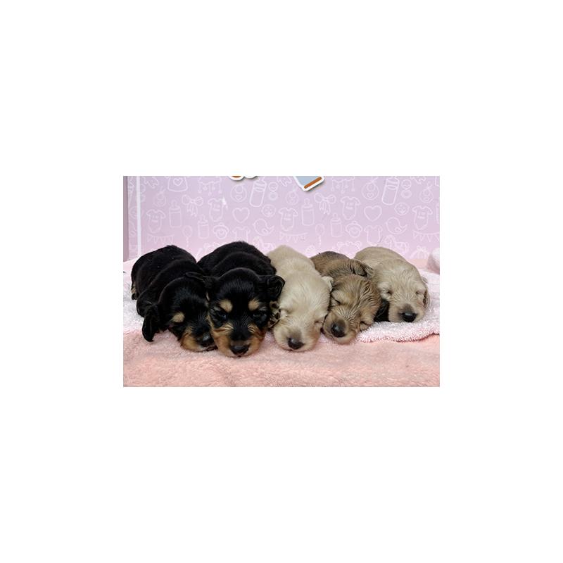 販売中の東京都のミニチュアダックスフンド(ロングヘアード)-400746の4枚目