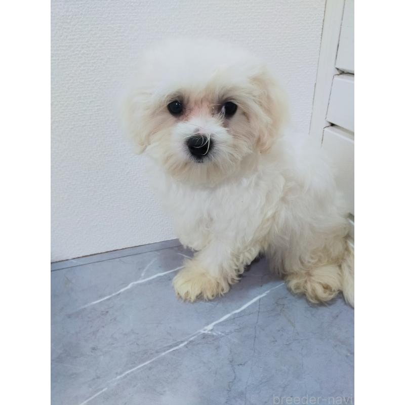 成約済の宮崎県のミックス犬-392586の2枚目