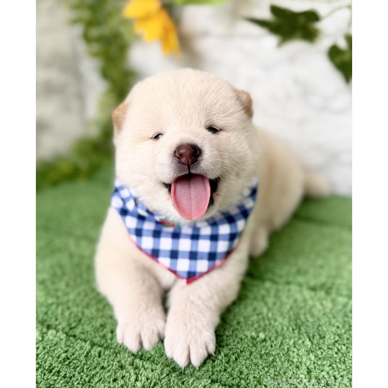 成約済の埼玉県の柴犬-399677の10枚目