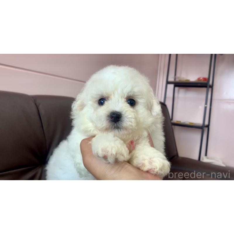 成約済の滋賀県のビションフリーゼ-396100の5枚目