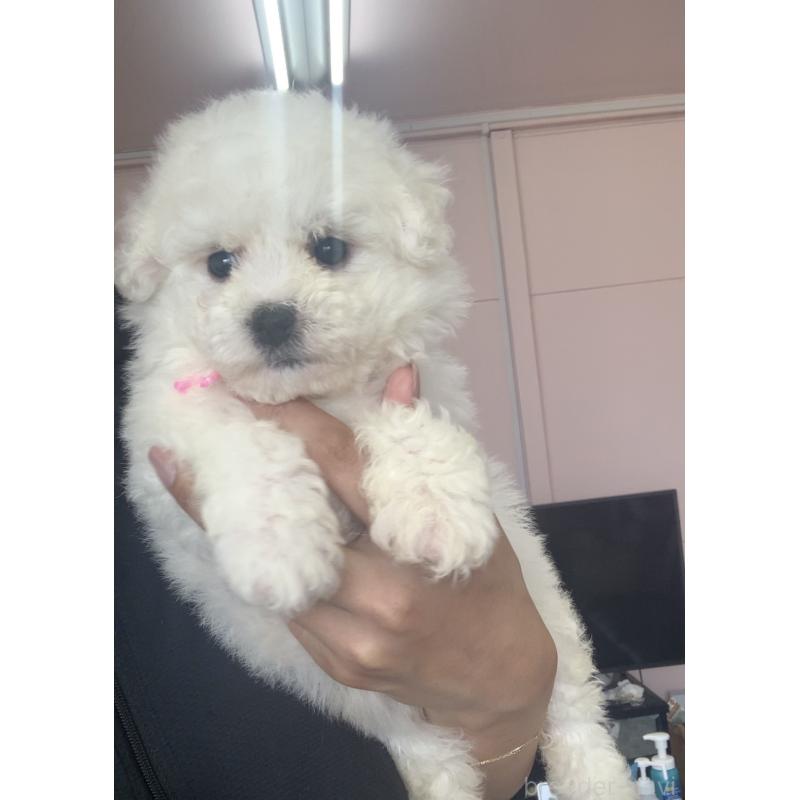 成約済の滋賀県のビションフリーゼ-396100の4枚目