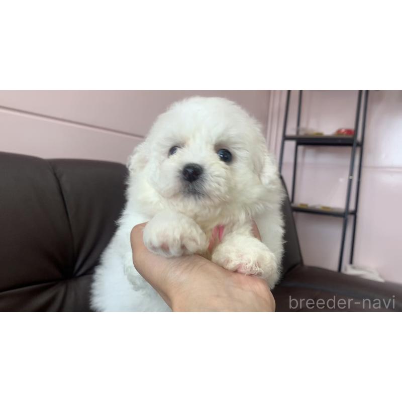 成約済の滋賀県のビションフリーゼ-396100の3枚目