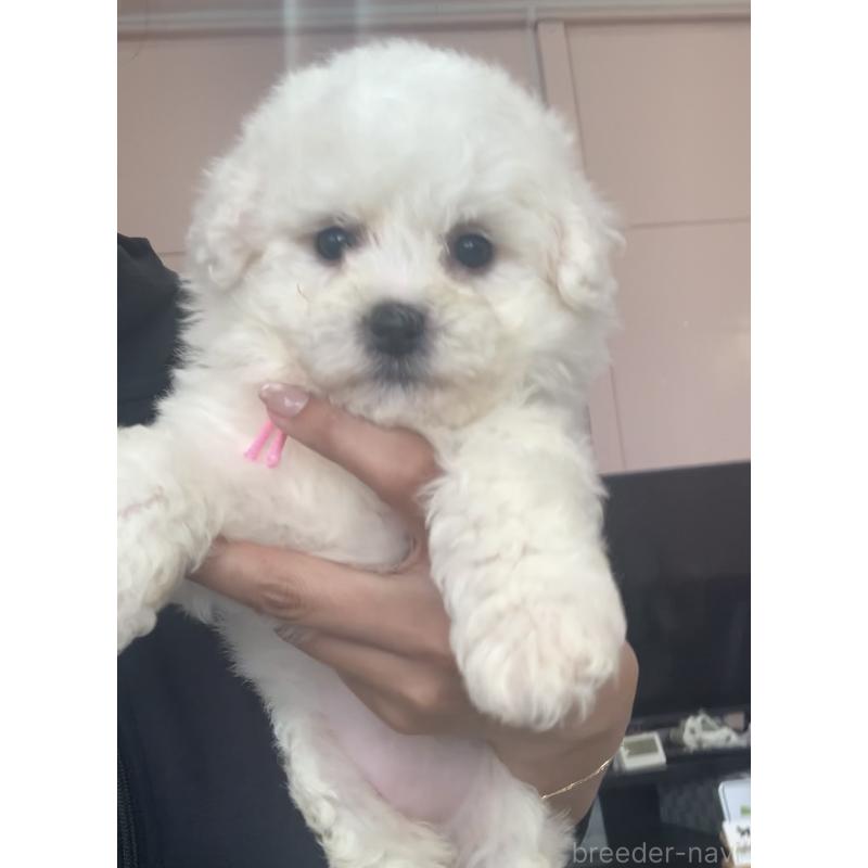 成約済の滋賀県のビションフリーゼ-396100の2枚目