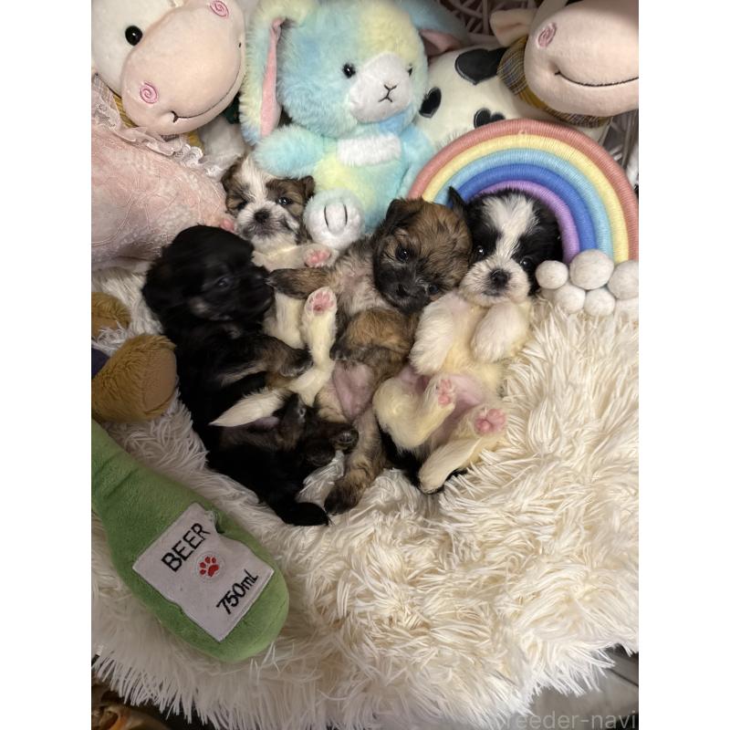 成約済の山形県のマルシーズー:マルチーズ×シーズー-397935の2枚目