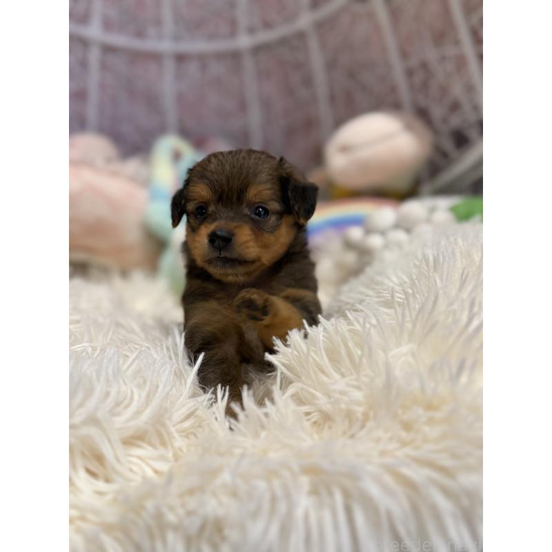 販売中の山形県のミックス犬-398840の6枚目