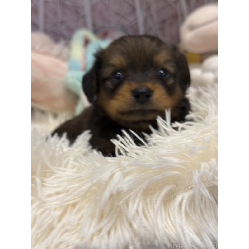 成約済の山形県のミックス犬-398838の6枚目