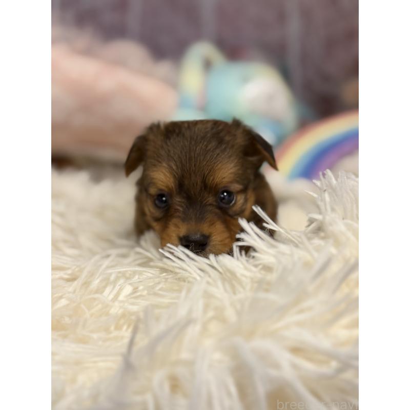 販売中の山形県のミックス犬-398837の7枚目