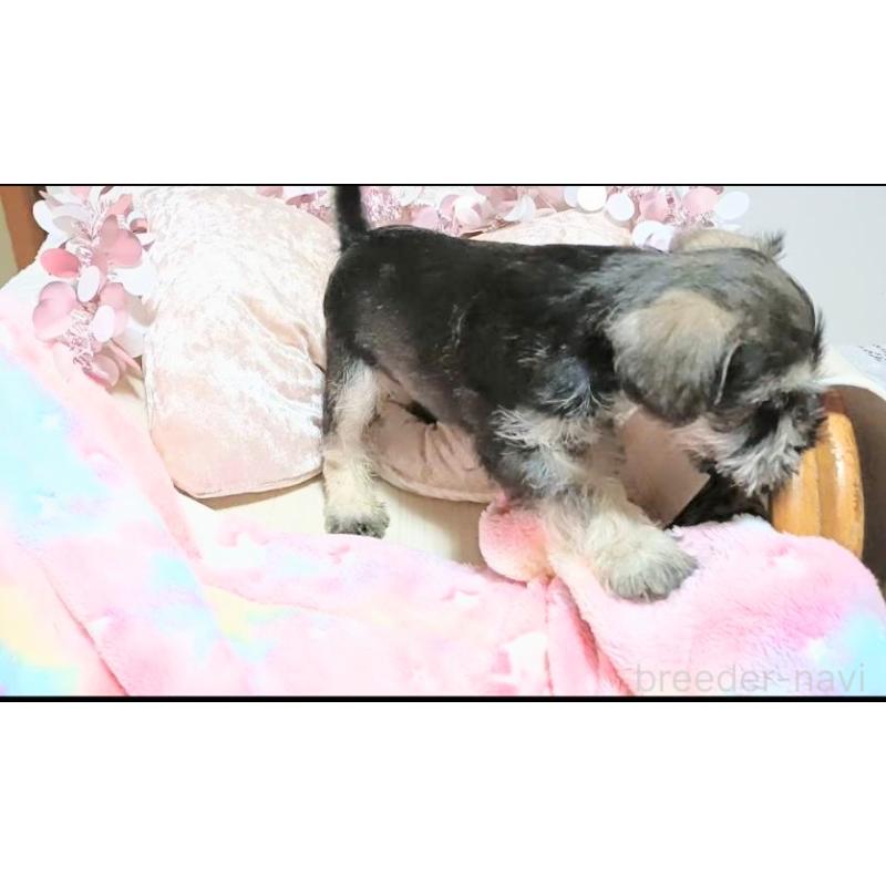 販売中の茨城県のミニチュアシュナウザー-400762の7枚目