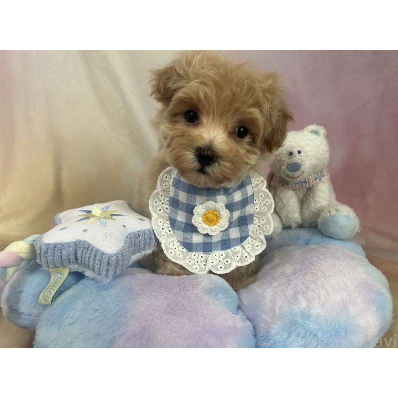 販売中の茨城県のマルプー:マルチーズ×トイプードル-394826
