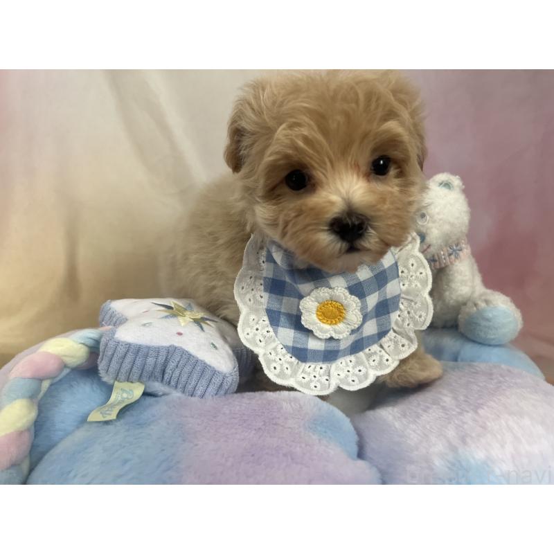 販売中の茨城県のマルプー:マルチーズ×トイプードル-394826の2枚目