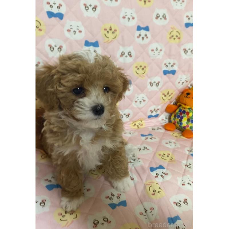 販売中の熊本県のミックス犬-400775の6枚目