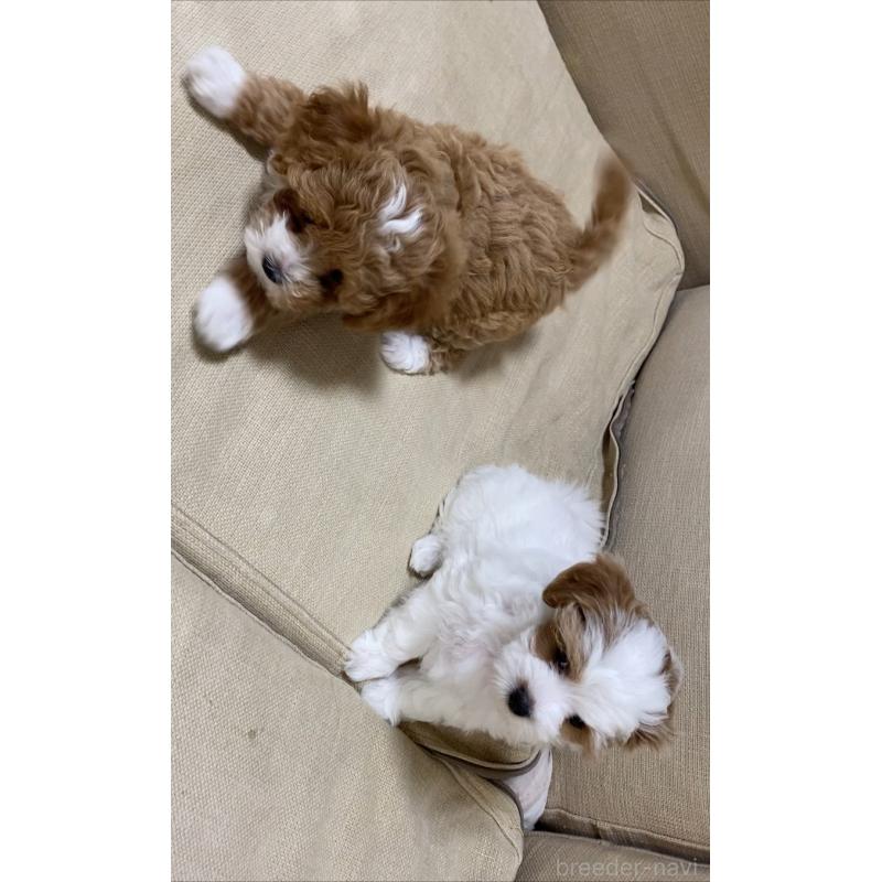 販売中の熊本県のミックス犬-400775の4枚目