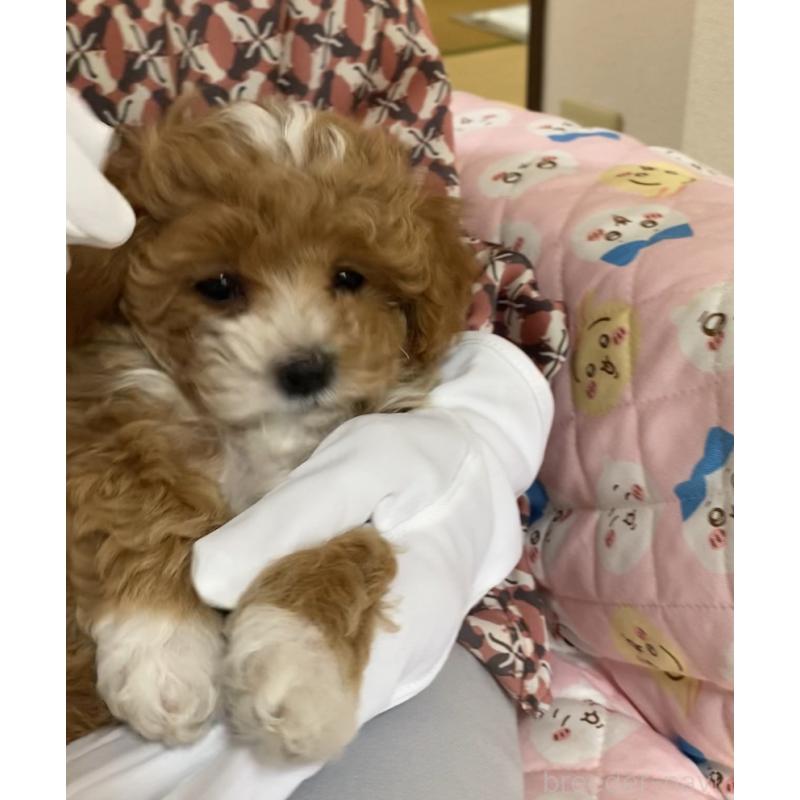 販売中の熊本県のミックス犬-400775の3枚目
