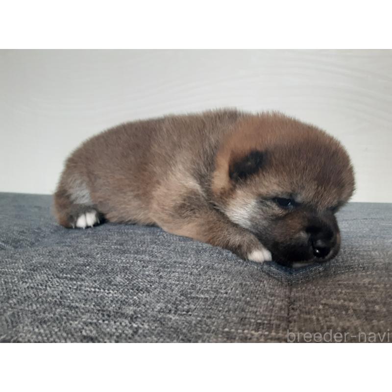 販売中の宮城県の柴犬-400772の2枚目