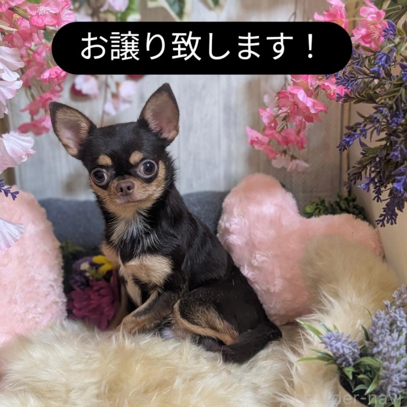 販売中の静岡県のチワワ(スムースコート)-400782の6枚目