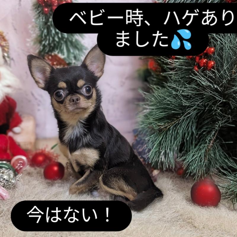 販売中の静岡県のチワワ(スムースコート)-400782の4枚目