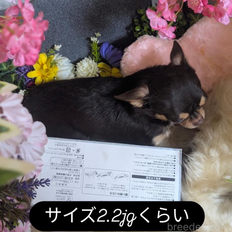 販売中の静岡県のチワワ(スムースコート)-400782の2枚目