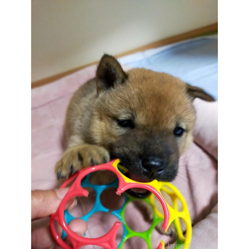 成約済の北海道の北海道犬-398942の10枚目
