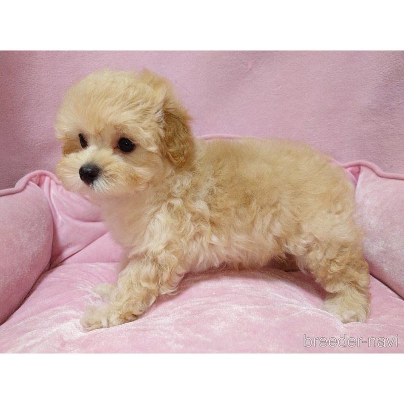 販売中の埼玉県のマルプー:マルチーズ×トイプードル-400669の3枚目