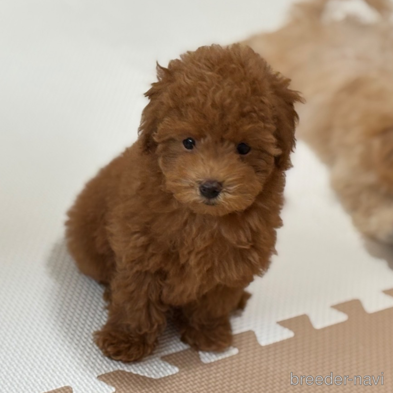 成約済の東京都のタイニープードル-397143の3枚目