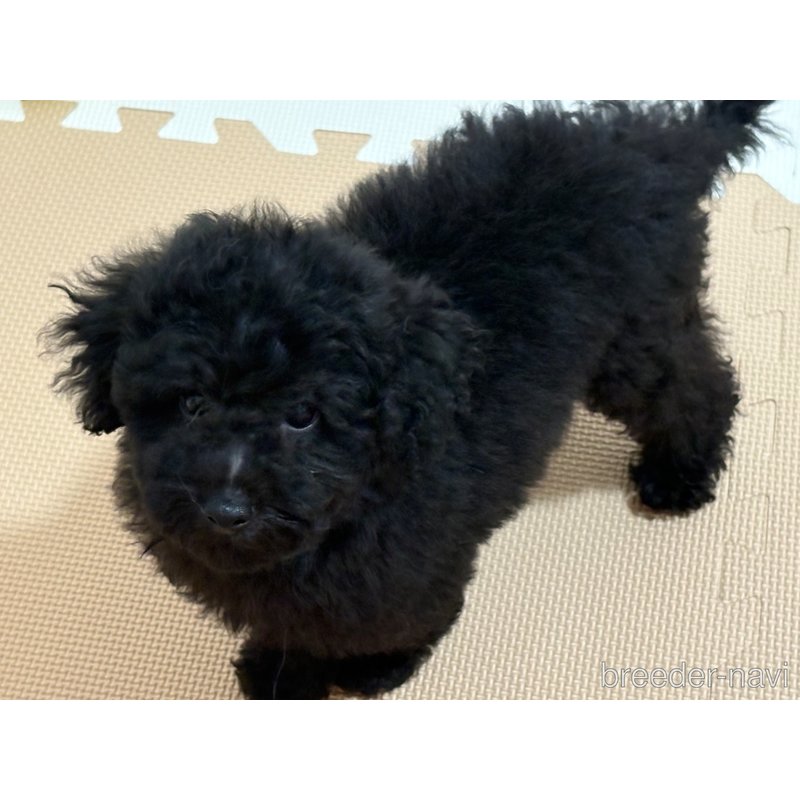 成約済の東京都のトイプードル-397138の3枚目