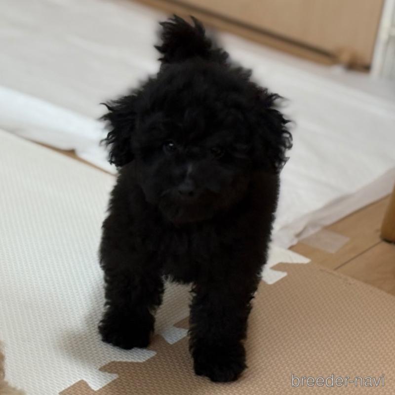 成約済の東京都のトイプードル-397138の2枚目