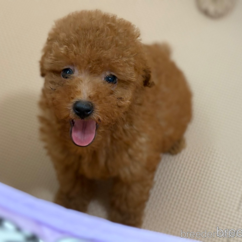 販売中の東京都のトイプードル-398658