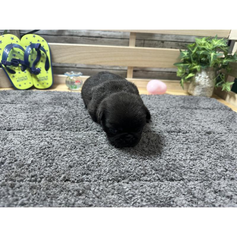 販売中の奈良県のパグ-400609の2枚目
