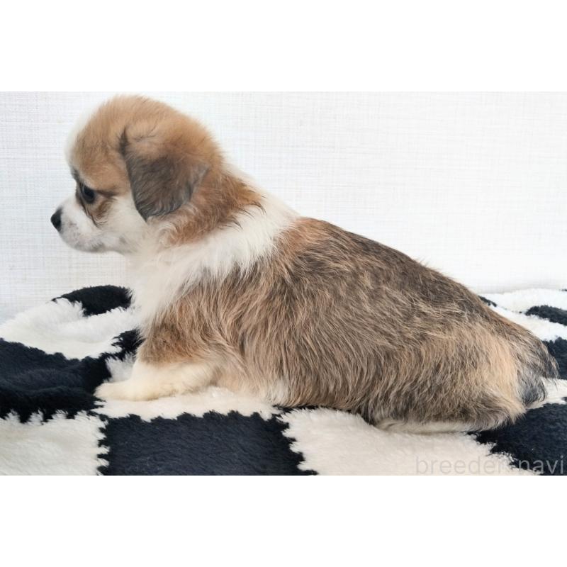 販売中の群馬県のミックス犬-400610の10枚目