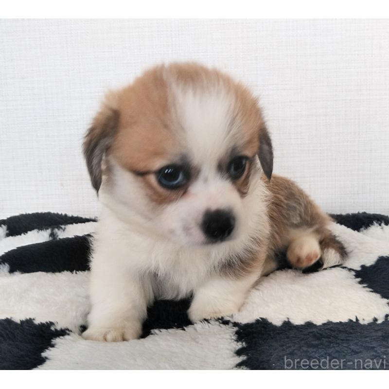 販売中の群馬県のミックス犬-400610の9枚目