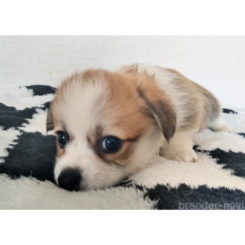 販売中の群馬県のミックス犬-400610の7枚目