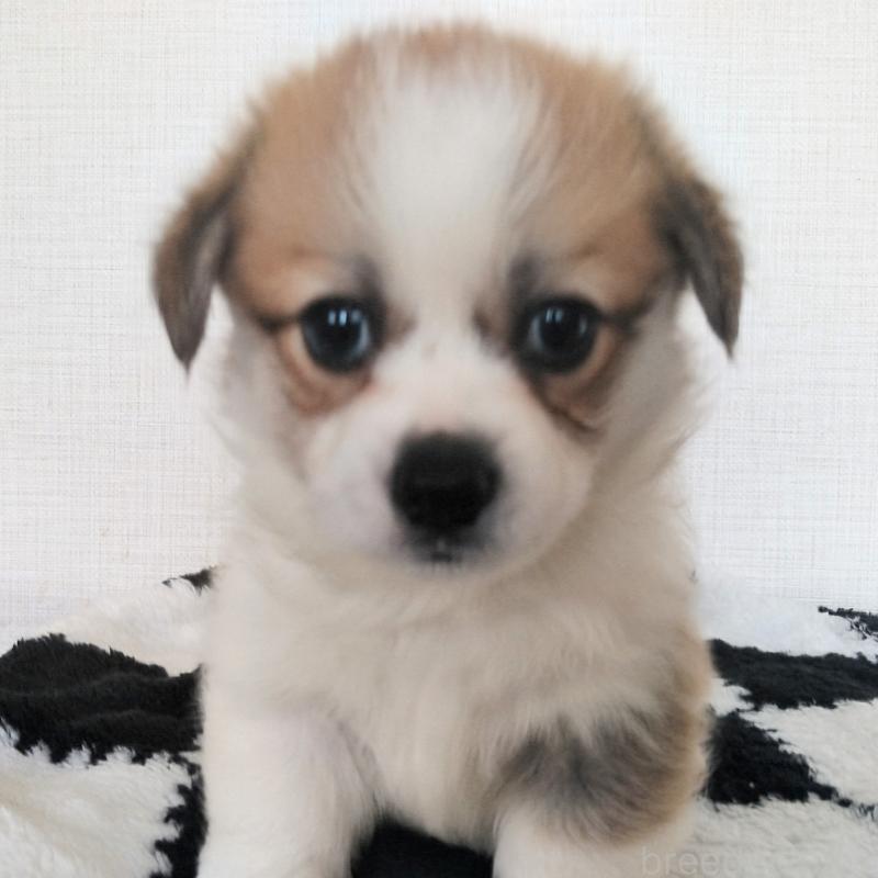 販売中の群馬県のミックス犬-400610の6枚目